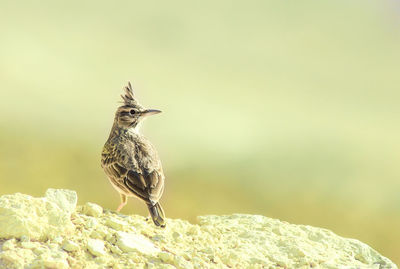 Close-up of bird perching on rocks