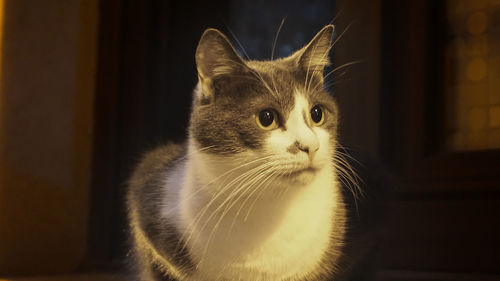 Close-up of cat sitting at home