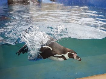 Penguin swimming in sea