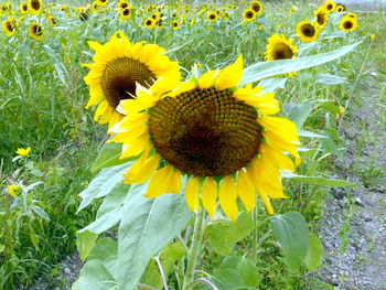 Sunflowers blooming on field