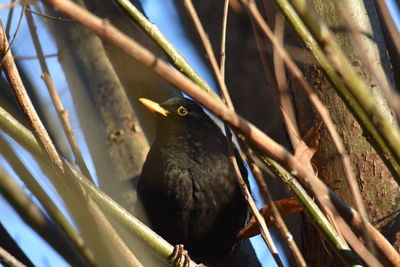 Close-up of bird perching on a branch