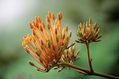 Close-up of flower growing outdoors