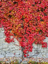 Red flowering plants on wall