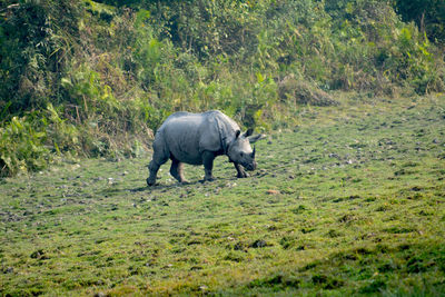 One horned 
 rhino grazing in kazironga