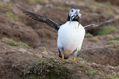 Puffin arriving with sand eels