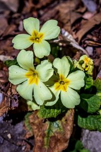 Close-up of yellow flowering plant