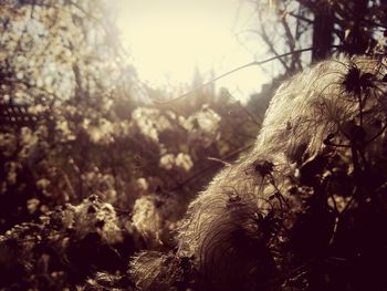 Close-up of tree trunk in forest