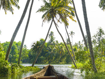 Scenic view of palm trees on riverbank against sky