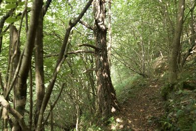 View of trees in forest