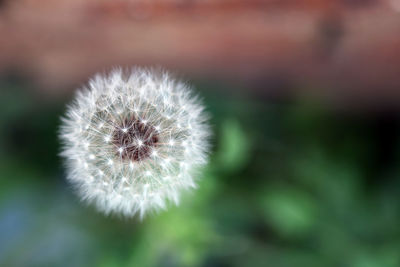 Close-up of dandelion