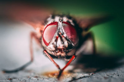 Close-up of spider