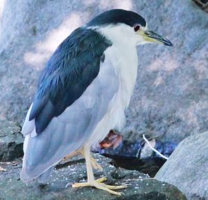 Close-up of bird perching on wall