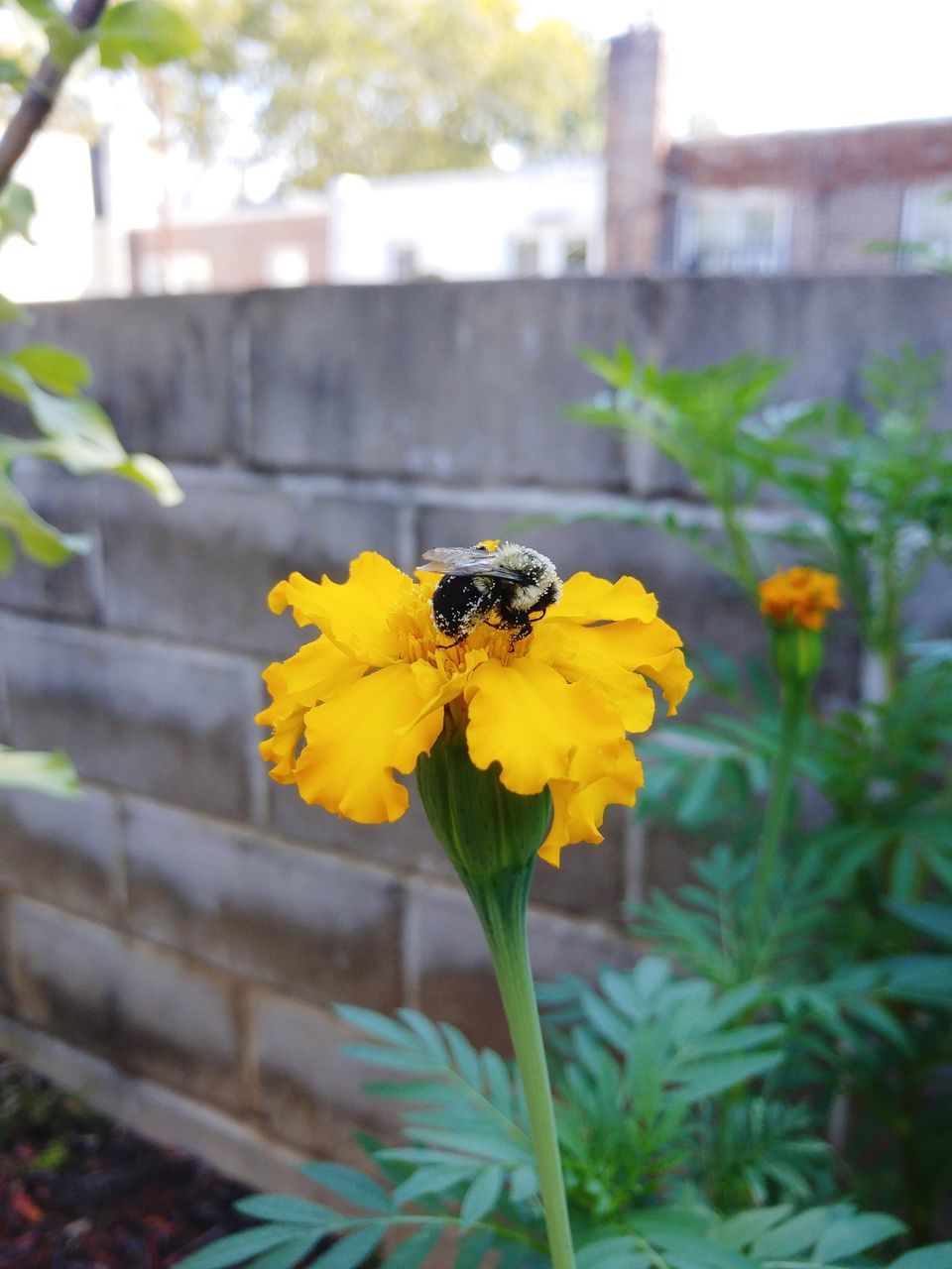 BEE POLLINATING ON FLOWER