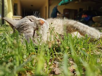 Close-up of a cat