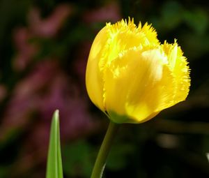 Close-up of yellow tulip