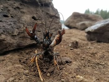 Close-up of insect on rock