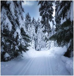 Snow covered pine trees in forest against sky