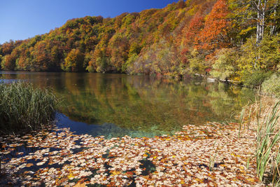 Scenic view of lake by trees during autumn