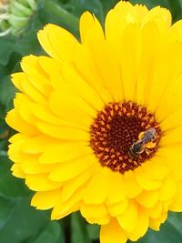 Close-up of honey bee on yellow flower