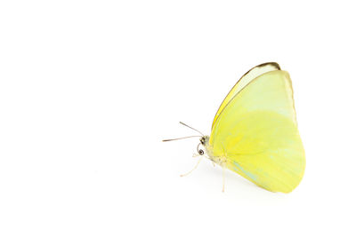 Close-up of butterfly on white leaf