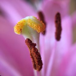 Close-up of pink flower