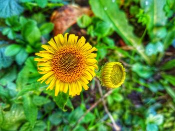 Close-up of sunflower on field