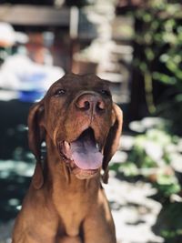 Close-up of a dog