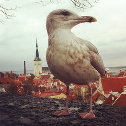 Bird against sky