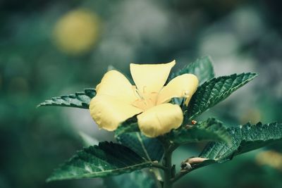 Close-up of yellow flowering plant