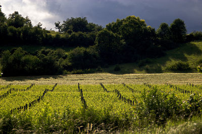 Scenic view of agricultural field against sky