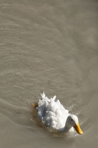 High angle view of swan swimming in water
