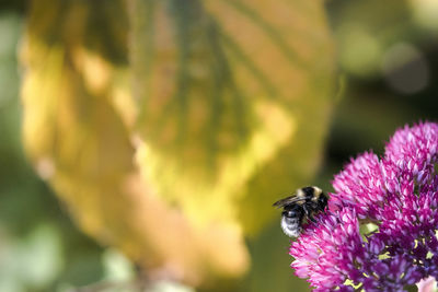 Close-up of bee on purple flower