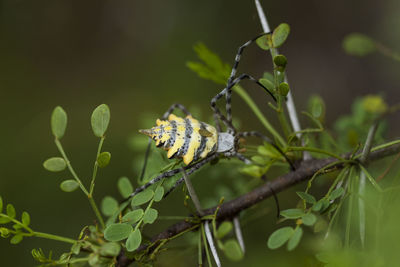 Close-up of butterfly perching on plant