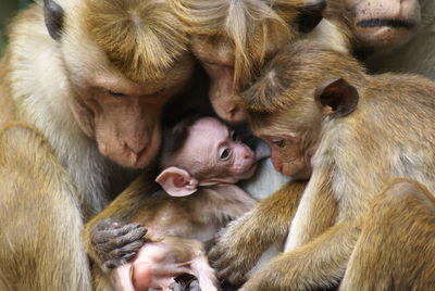 Close-up of monkey eating