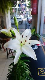 Close-up of white flowering plant