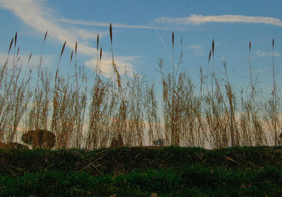 Close-up of grass on field against sky