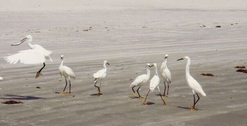 Flock of birds on beach