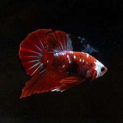 Close-up of fish swimming in sea