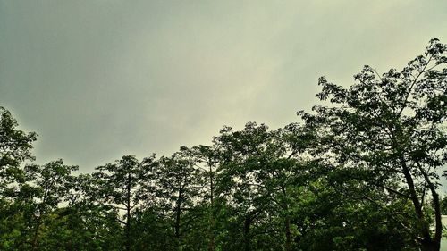 Low angle view of trees against sky