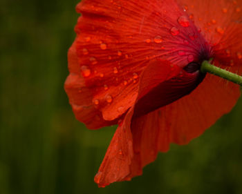 Close-up of wet red flower blooming outdoors