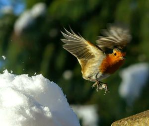 Close-up of bird flying during winter