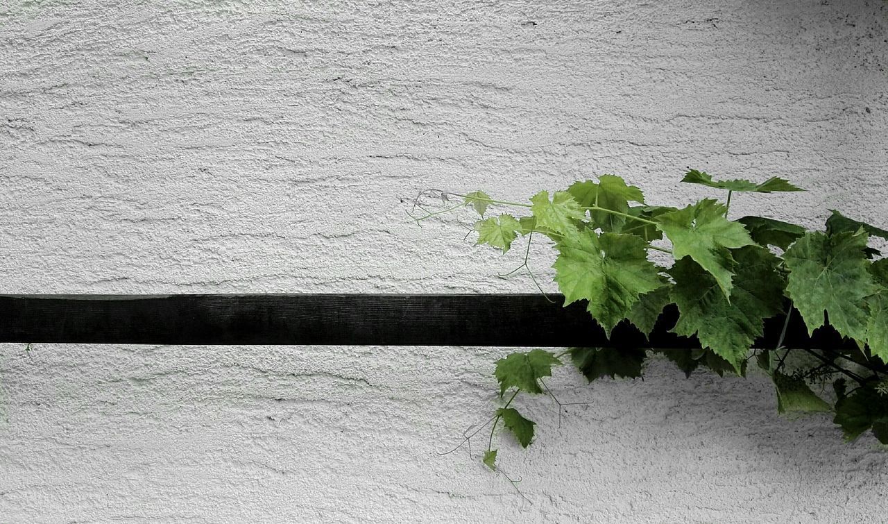 CLOSE-UP OF PLANT AGAINST BRICK WALL