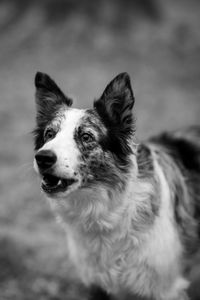 Close-up of dog looking away