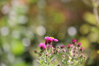 Close-up of flowers blooming outdoors