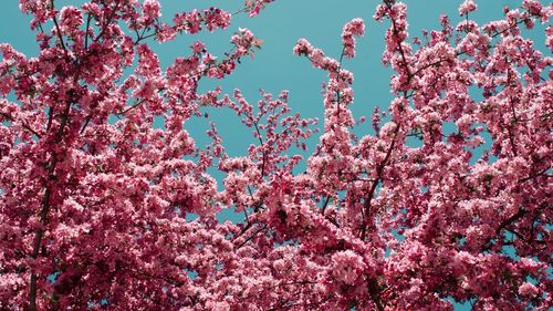 Low angle view of pink flowers blooming on tree