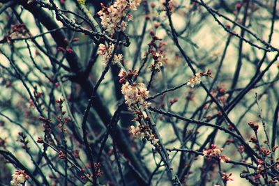 Close-up of apple blossoms in spring