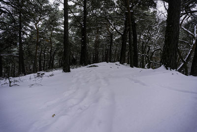Trees on snow covered landscape