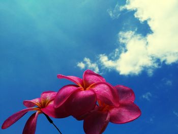 Low angle view of pink flowering plant against blue sky