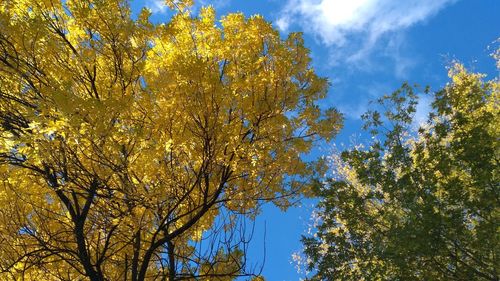 Low angle view of trees in forest against blue sky