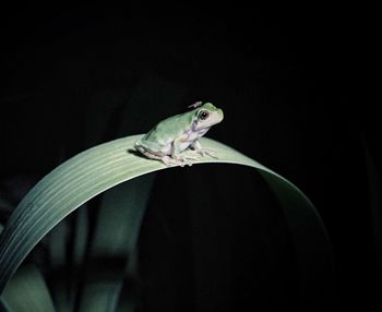 Close-up of frog on a leaf at night